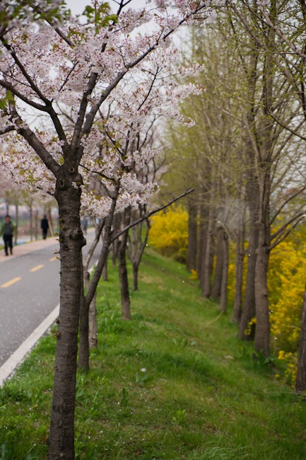 안양천 산책