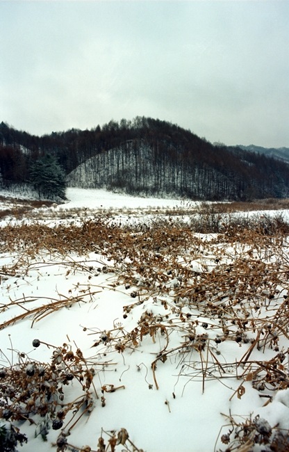 겨울