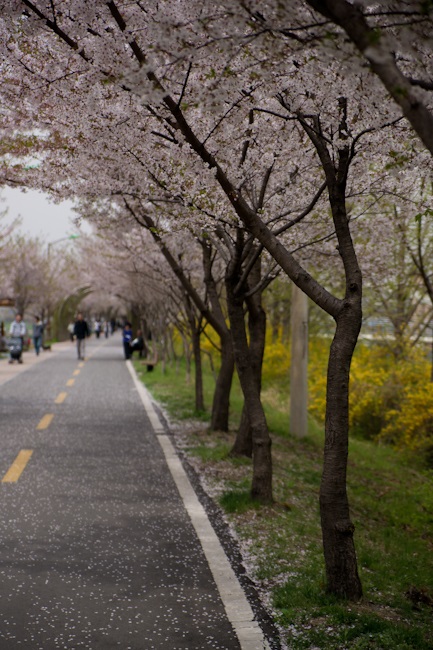 안양천 산책